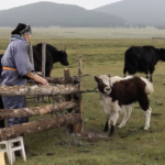Dalaimyagmar milking a yak thumbnail