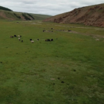 View over herds of horses, yaks, sheep and goats-4