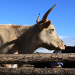 Yak-Cow Hybrid (Khainag)
