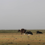 Yaks in pasture