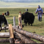 Herding yaks into fence