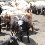 Goat milking-3