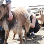 Goat milking-5