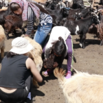 Goat milking-6