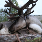 Resting reindeer