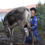 Milking reindeer-1