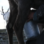 Reindeer milking-8