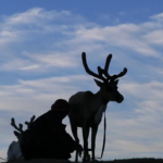 Reindeer milking-9
