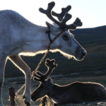 Reindeer portrait-2