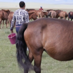 Milking mares 5