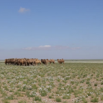 Children herding camel calves