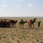 Children herding camel calves 1
