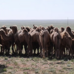 Children herding camel calves 2