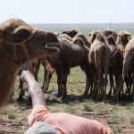 Children herding camel calves 3