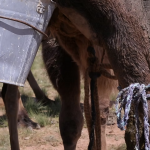 Camel milking 3