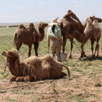 Camel milking 4