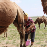 Camel milking 5