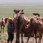 Camel milking 7