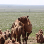 Camel milking 8