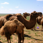 Camel milking 9