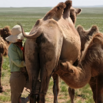 Camel milking 10