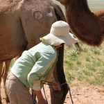 Camel milking 11
