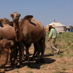 Camel milking 12