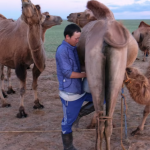 Camel milking 13