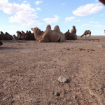Camels in a drought 1