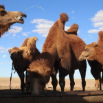 Camels in a drought 2