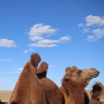 Camels in a drought 3
