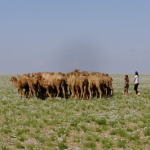 Children herding camel calves 4