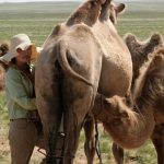 Camel Milking 14