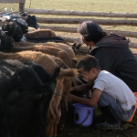 Goat milking 16