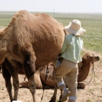 Camel Milking 17