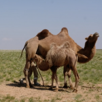 Camel Milking 18