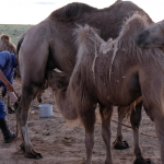 Camel Milking 19