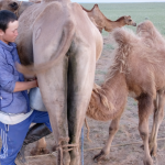Camel Milking 24