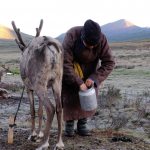 Reindeer milking 13