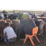 Goat milking 17