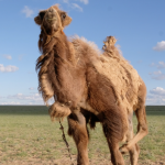 Camel calves at camp 1