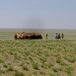 Children herding camel calves 6