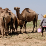 Camel Milking 25