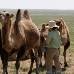 Camel Milking 26
