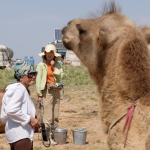 Camel Milking 28