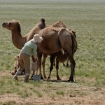 Camel Milking 29