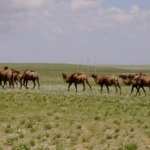 Camels moving on pasture