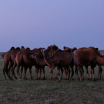 Herding camel calves at dusk 1