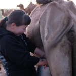 Zoljargal milking a camel