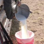 Filtering the milk 1